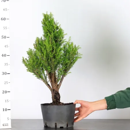 image supplémentaire - IF "TAXUS BACCATA" 1-6
