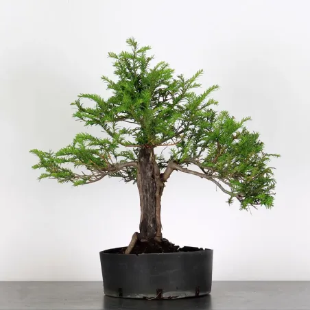 YEW "TAXUS BACCATA" 1-7