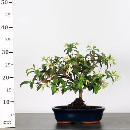 image supplémentaire - JASMIN "JASMINUM" 1-1
