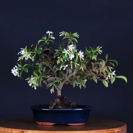 Bonsai Jasmin