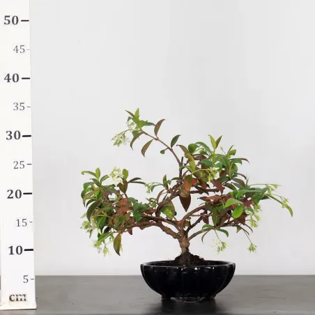 image supplémentaire - JASMIN "JASMINUM" 1-2