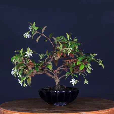 Bonsai Jasmin