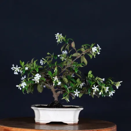 Bonsai Jasmin