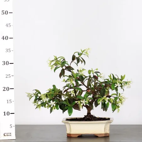 image supplémentaire - JASMIN "JASMINUM" 1-3