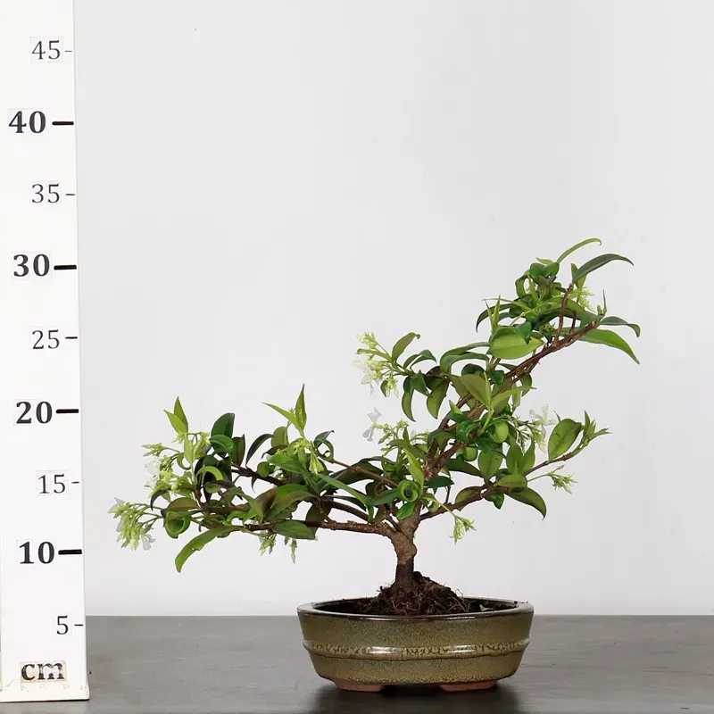 image supplémentaire - JASMIN "JASMINUM" 1-4