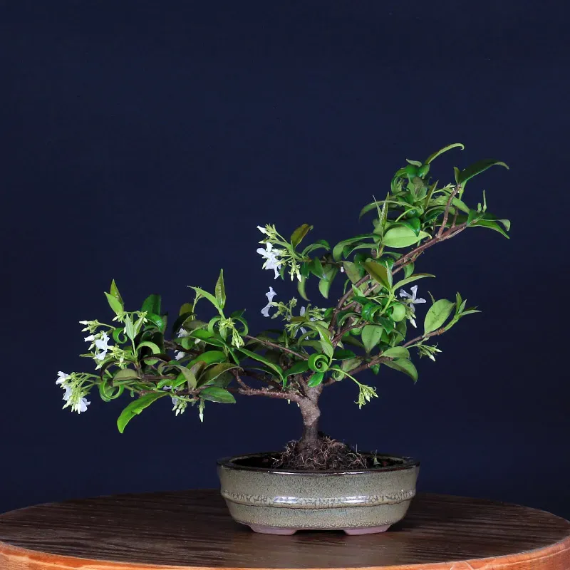 Bonsai Jasmin