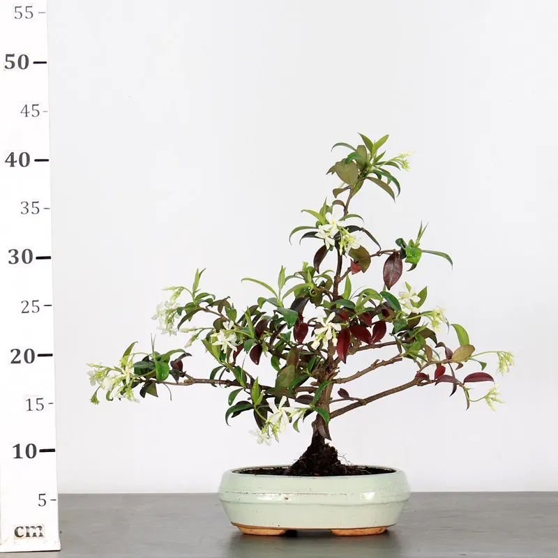 image supplémentaire - JASMIN "JASMINUM" 1-5