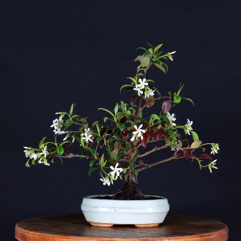 Bonsai Jasmin