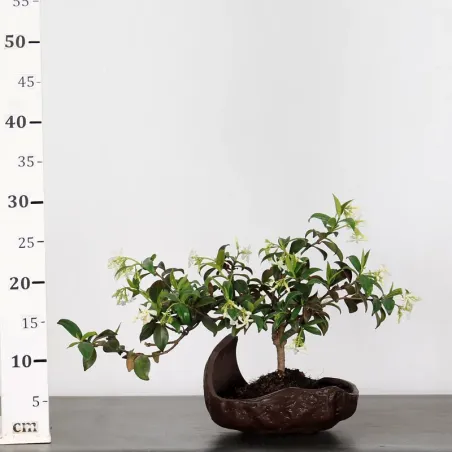 image supplémentaire - JASMIN "JASMINUM" 1-6