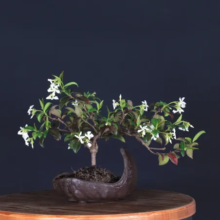 Bonsai Jasmin