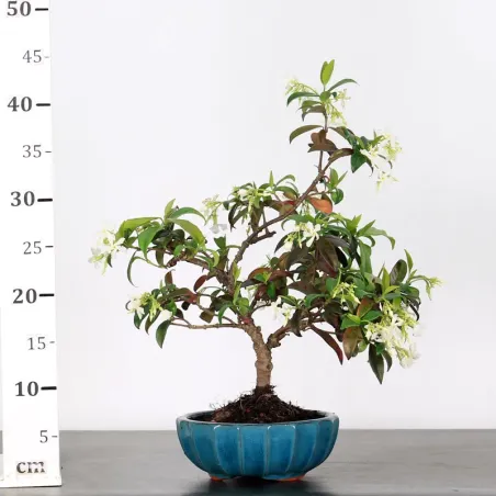 image supplémentaire - JASMIN "JASMINUM" 1-7