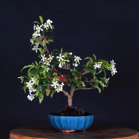 Bonsai Jasmin