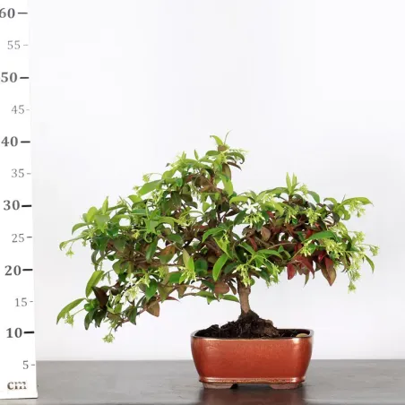 image supplémentaire - JASMIN "JASMINUM" 1-8