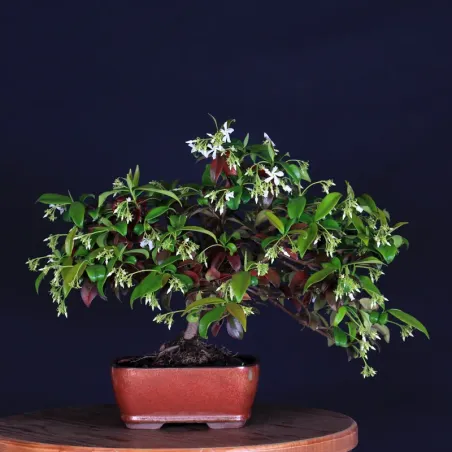 Bonsaï Jasmine