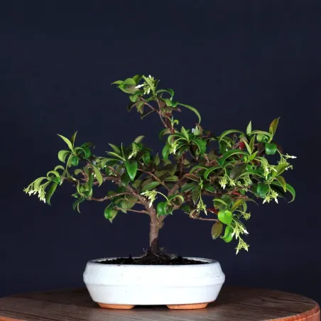 Bonsai Jasmin