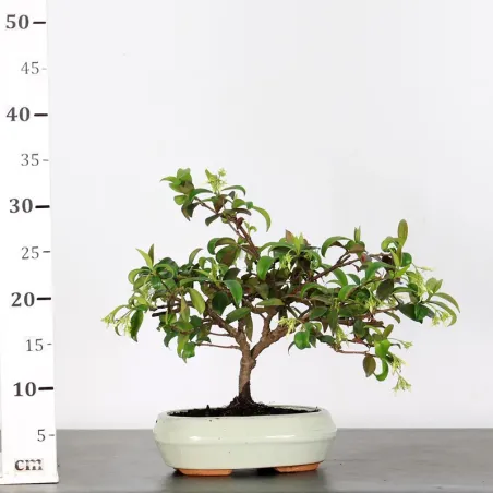 image supplémentaire - JASMIN "JASMINUM" 1-9