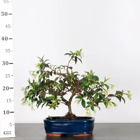 image supplémentaire - JASMIN "JASMINUM" 1-10