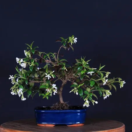 Bonsai Jasmin