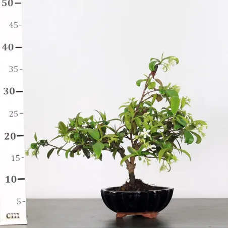 image supplémentaire - JASMIN "JASMINUM" 2-1