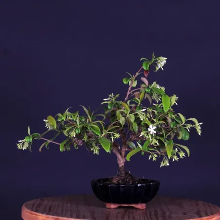 Bonsai Jasmin