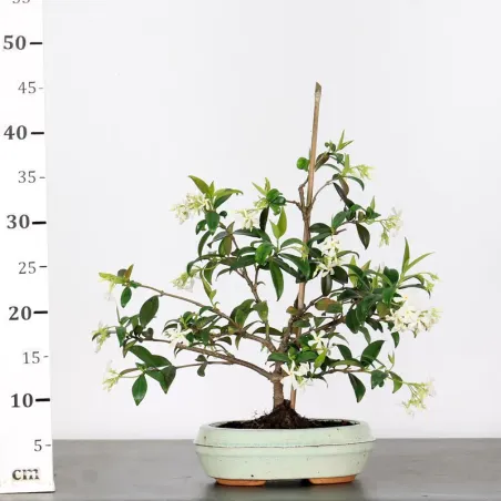 image supplémentaire - JASMIN "JASMINUM" 2-2