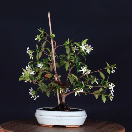 Bonsai Jasmin