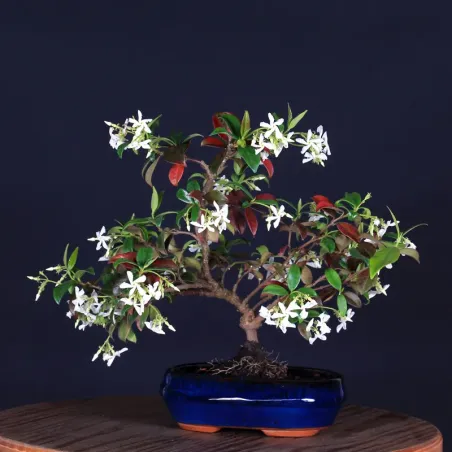 Bonsai Jasmin