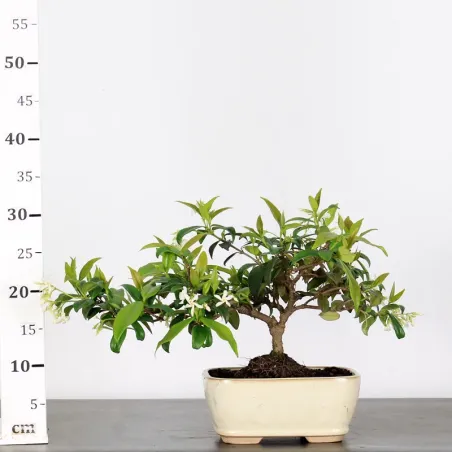 image supplémentaire - JASMIN "JASMINUM" 2-4