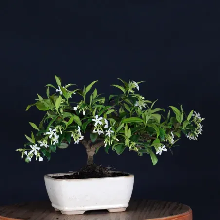 Bonsai Jasmin