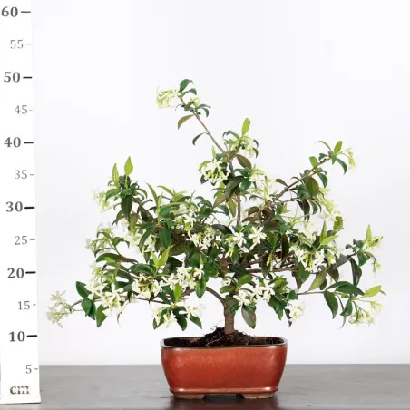 image supplémentaire - JASMIN "JASMINUM" 2-5