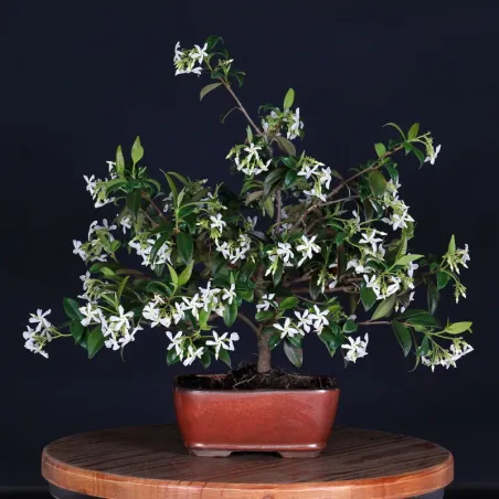 Bonsai Jasmin