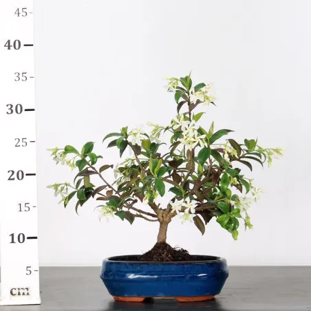 image supplémentaire - JASMIN "JASMINUM" 2-6