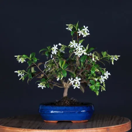 Bonsai Jasmin