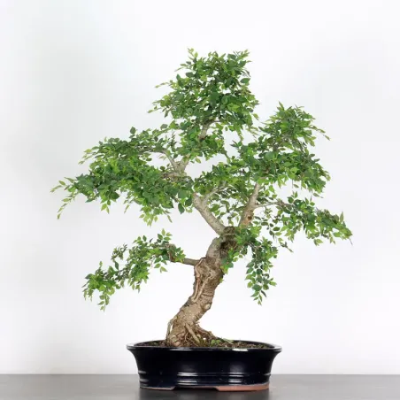 Bonsai Chinese Elm OR-1-4