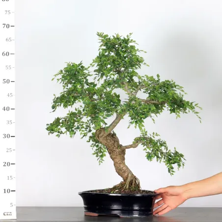 image supplémentaire - ORME DE CHINE "Ulmus...