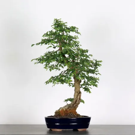 ORME DE CHINE "Ulmus parvifolia"1-20