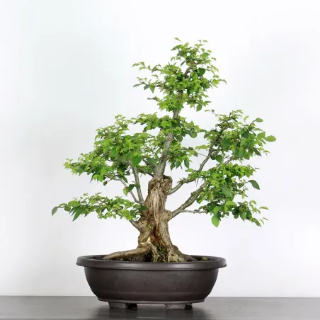 Bonsai Orme de Chine OR-2-13