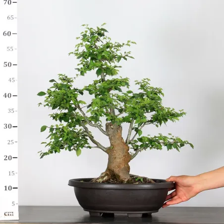 image supplémentaire - ORME DE CHINE "Ulmus...