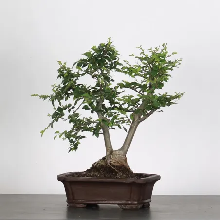 Bonsai Orme de Chine OR-2-15