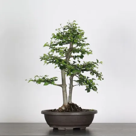 Bonsai Orme de Chine OR-2-16