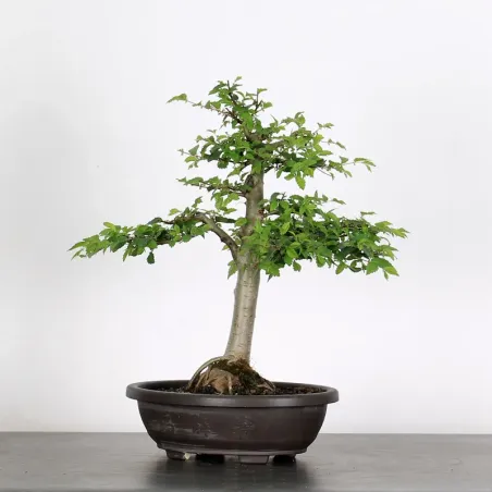 Bonsai Orme de Chine OR-3-1