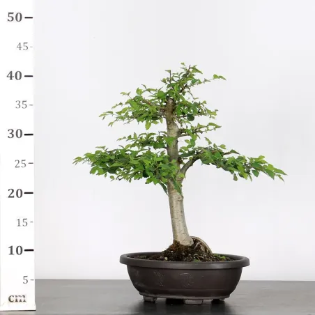 image supplémentaire - ORME DE CHINE "Ulmus...