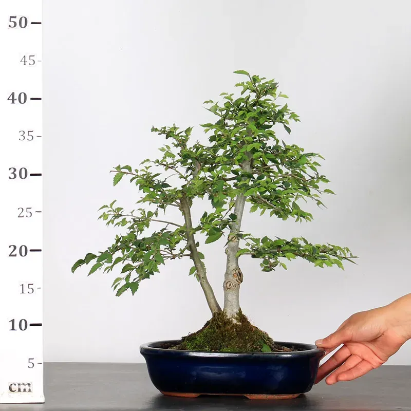 image supplémentaire - ORME DE CHINE "Ulmus...