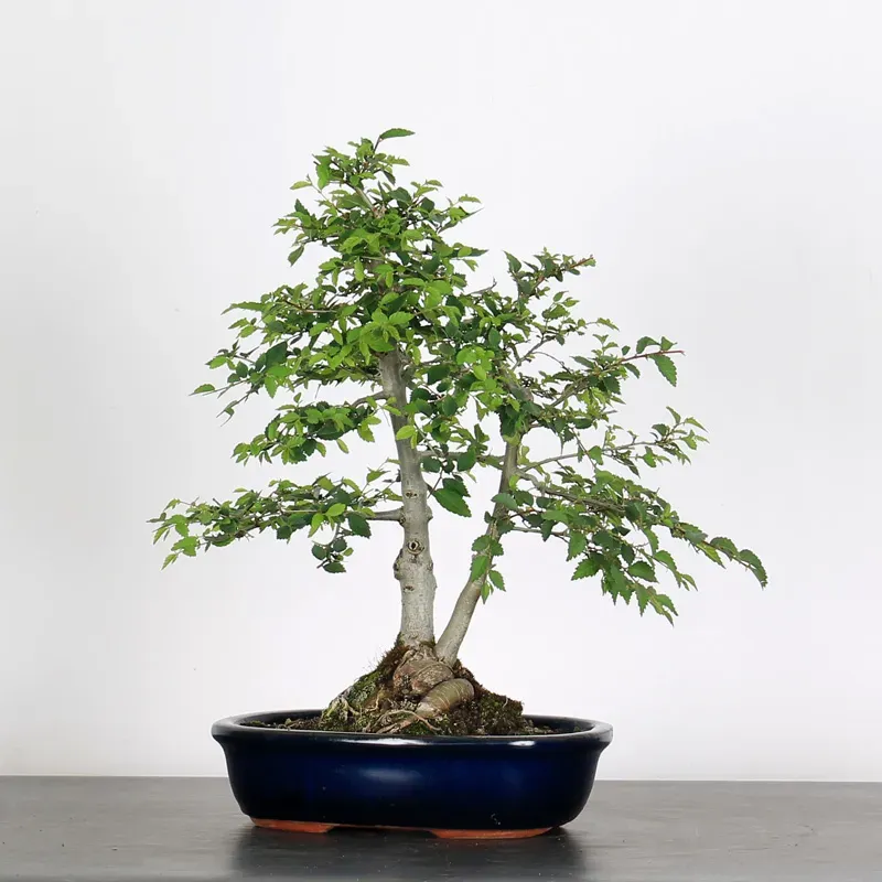 Bonsai Orme de Chine OR-3-7