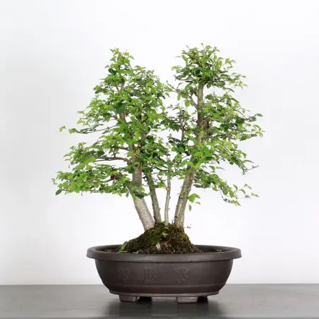 ORME DE CHINE "Ulmus parvifolia" 3-11
