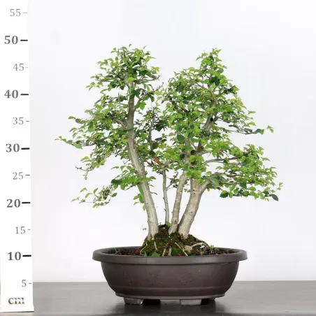 image supplémentaire - ORME DE CHINE "Ulmus...