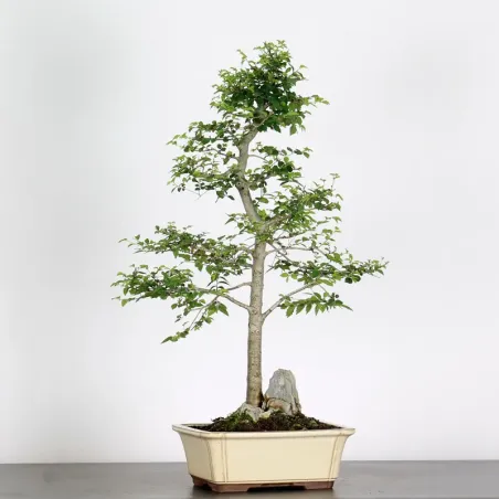 Bonsai Orme de Chine OR-4-1