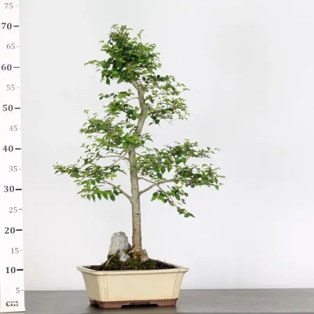 image supplémentaire - ORME DE CHINE "Ulmus...