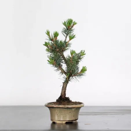 Bonsai Pin Pentaphylla PP-1-1