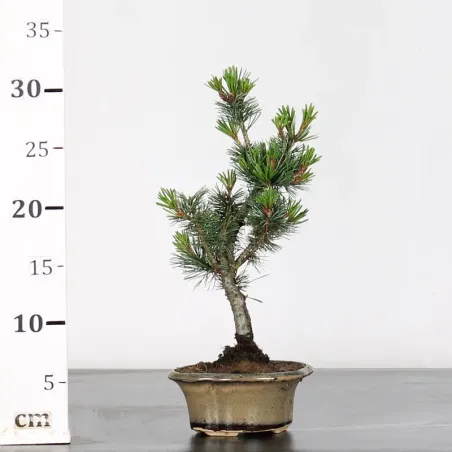 image supplémentaire - PIN BLANC DU JAPON "PINUS...